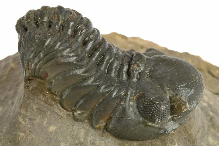 Reedops Trilobite - Atchana, Morocco #310641